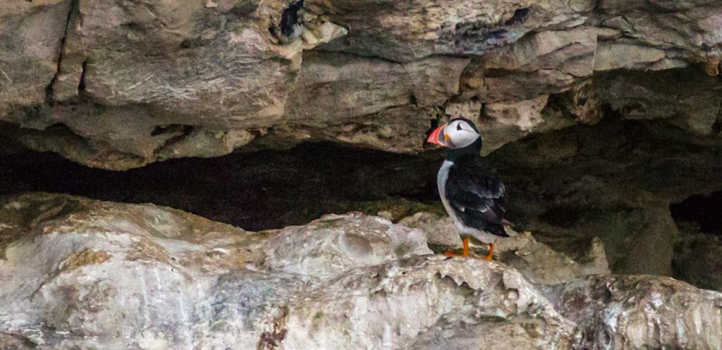 bird watching cruise in the uk