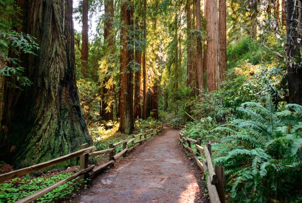 muir woods tour from sausalito