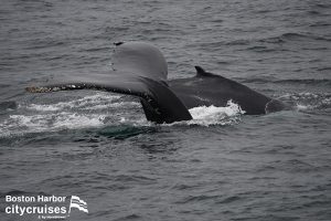 Whale Watch Dross and Calf Diving