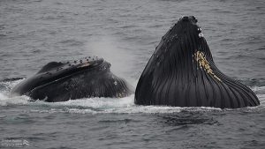 Osservazione delle balene Shuffleboard e Tongs Balene megattere