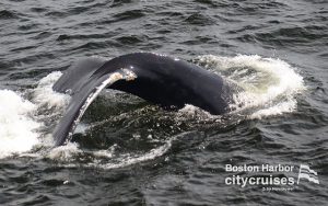 Whale Watch Diving Mogul dengan Barnacles