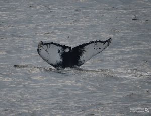 Balena Watch Pinball Tail Fluke