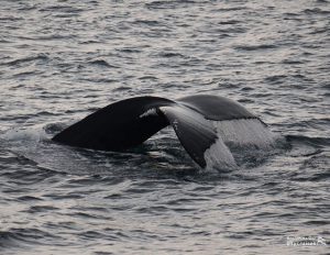 Osservazione delle balene Immersione con il fluking