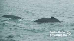 Observation des baleines - Neuf et baleineau