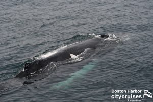 Whale Watch: Music Whale Breach