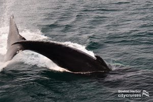 Osservazione delle balene Scilla Lobtail