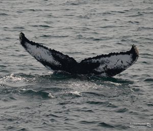 Observación de la ballena Fluke Touchdown
