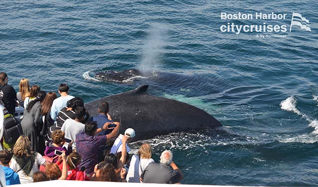 Observación de ballenas Dross y Calf Close
