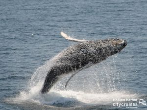 Observación de ballenas Cría de Dross Breach