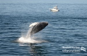Whale Watch Dross Calf Breach