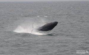 Observación de ballenas Dross Calf Breac