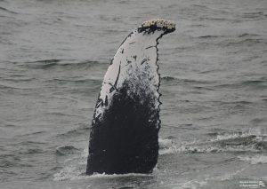 Observación de la ballena Fluke Dross