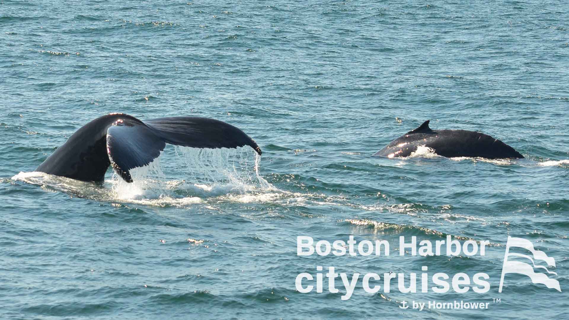 Osservazione delle balene Immersione di scorie e vitelli