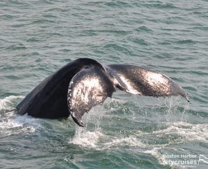 Whale Watch petikan menyelam