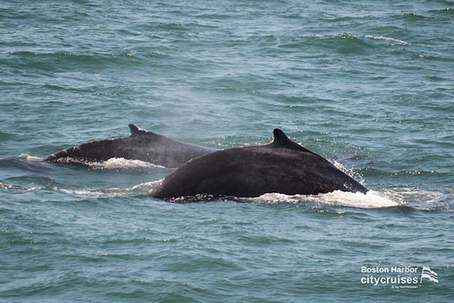 Whale Watch Dross and Calf