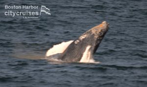 Osservazione delle balene Dross Calf Breaching