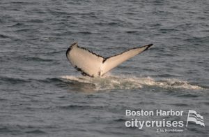 Mago del avistamiento de ballenas Fluke