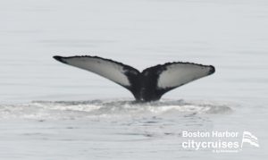 Observación de ballenas: Cola de ballena