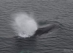 Observation des baleines : L'évent de la baleine