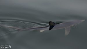 Observation des baleines : Requin bleu