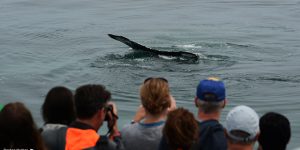 Whale Watch: Menschen fotografieren einen Wal