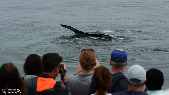 Observación de ballenas: Gente tomando fotos de una ballena