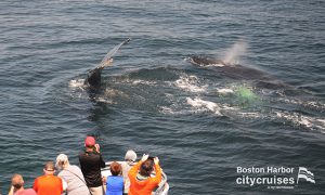 Observation des baleines : Personnes prenant des photos d'une baleine