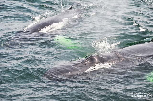 שעון הלווייתנים: שני לווייתנים נושפים אוויר