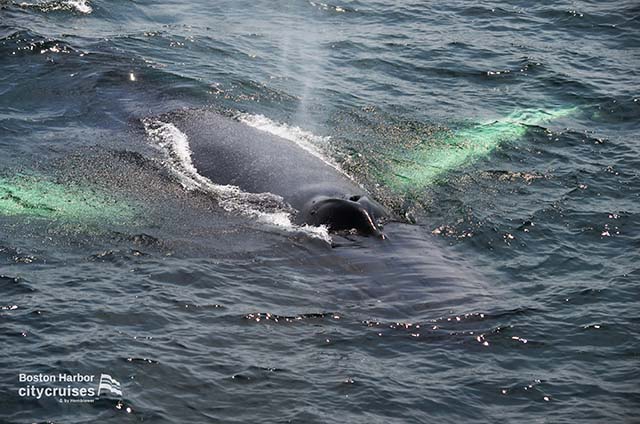 Observation des baleines : Baleine sous l'eau