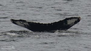 Observation des baleines : Queue de baleine