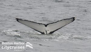 Parte inferiore bianca della coda della balena appena sopra la superficie.