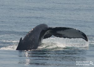 Balena che si tuffa con la coda fuori dall'acqua.