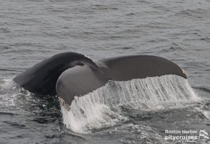 Balena che si tuffa con l'acqua che sgorga dalla coda.