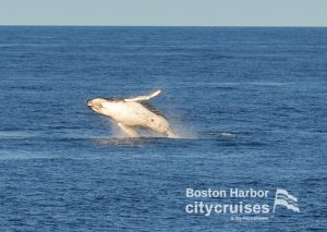 Balena che fa breccia con il ventre bianco completamente visibile.