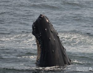 Whale Watch: Samara Spyhob