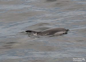 Observación de ballenas: Delfín