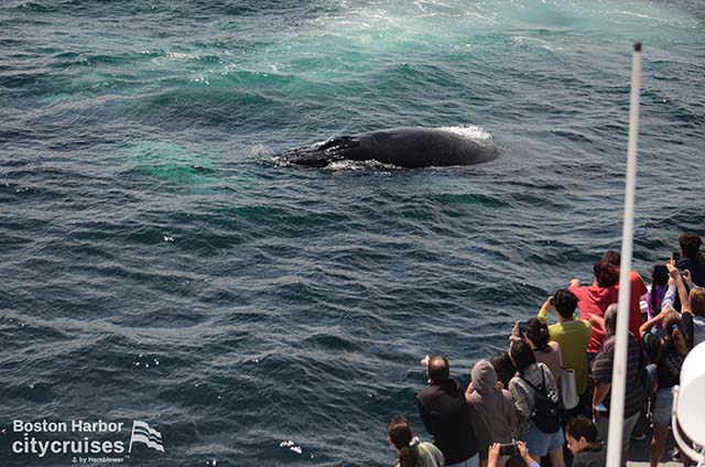 Whale Watch: Dross & Calf Close