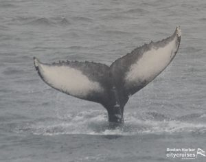 Whale Watch: Dross Calf Fluke