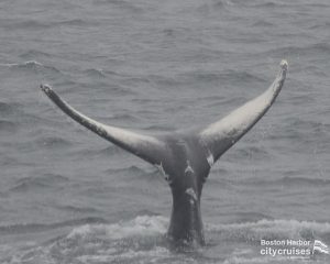 Observation des baleines : Baleine de Dross Calf