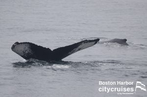 مشاهدة الحيتان: وايومنغ وباونس