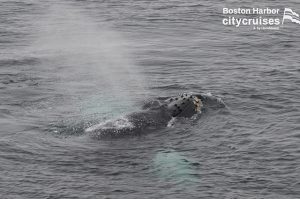 مشاهدة الحيتان: بارناكل العجل