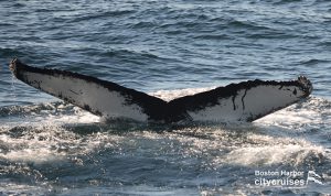 Observation des baleines : Dyad