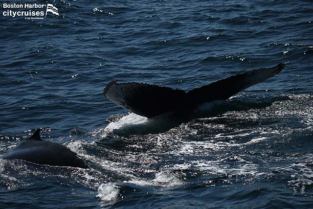 水面下の2頭のクジラの尾が見える。
