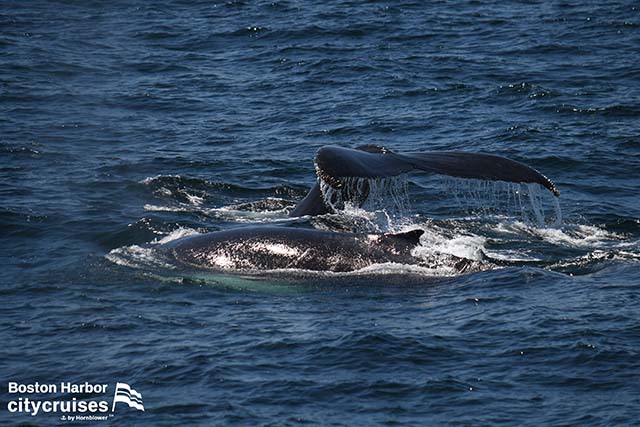2頭のクジラ、1頭の子クジラが水面に潜り、転がる。