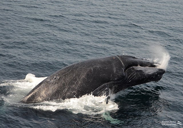 Whale akitema mate baada ya kuvunja uso.