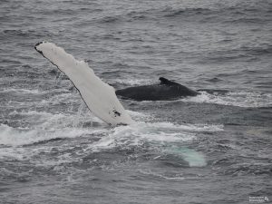 ヒレの下が白いのは、海面上昇中の別のクジラ。
