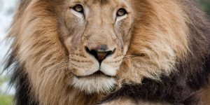 Closeup of lion's face