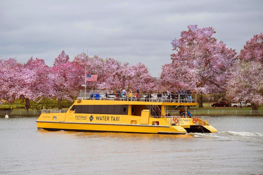 黃色華盛頓特區水上計程車，背景是櫻花盛開。