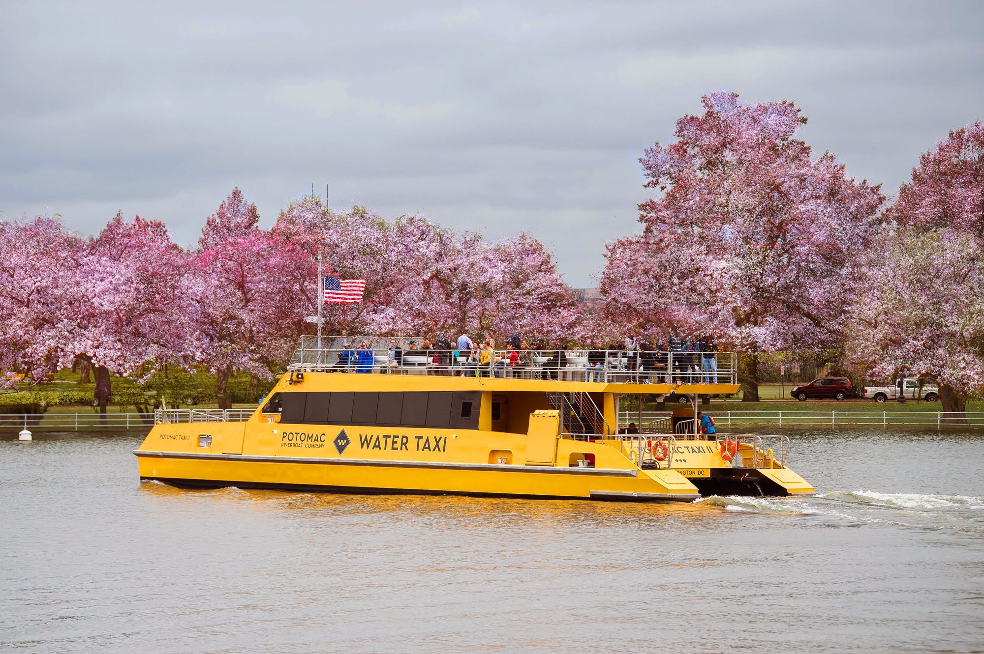 Yellow Washington DC water taxi with cherry blossoms blooming in background.