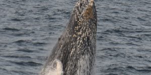 Наблюдение за китами: Нос кита, выходящий из воды